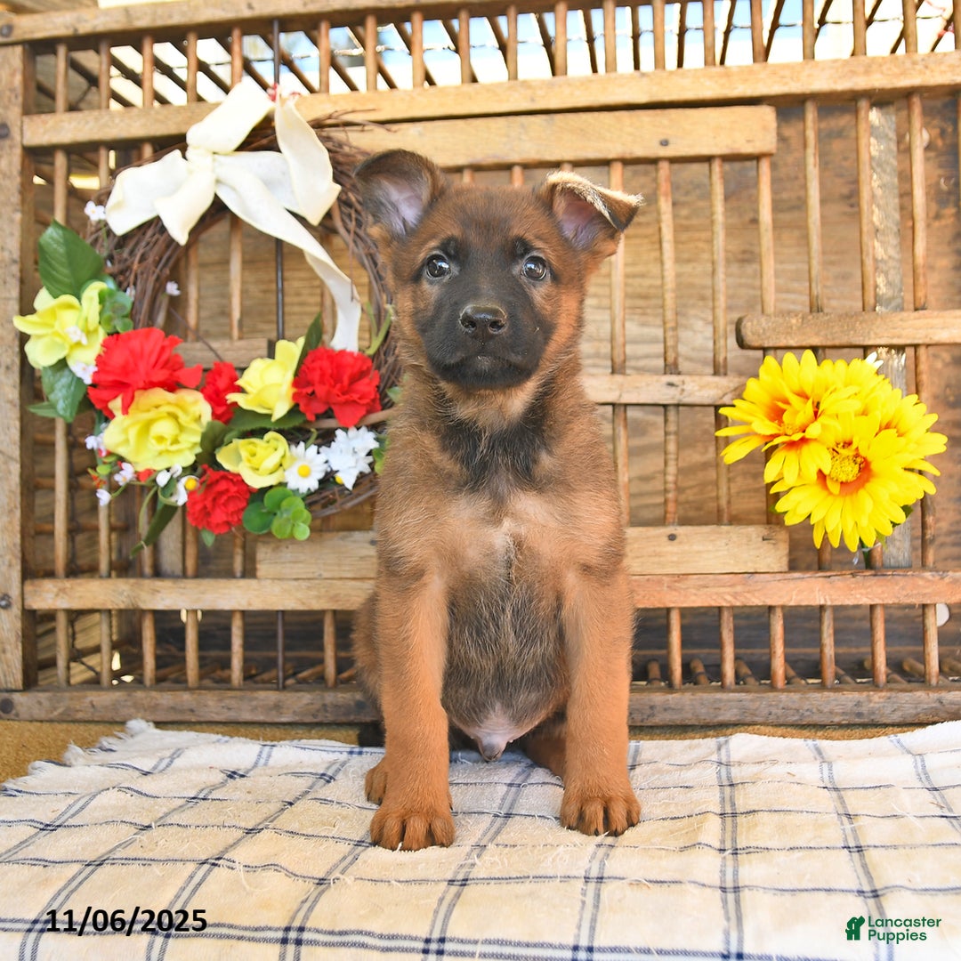 Mixed Breed dogs for sale: Oscar - Ad 9