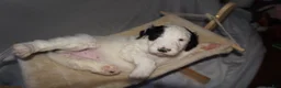 Mixed Breed dogs for sale: Fifi - Ad 21
