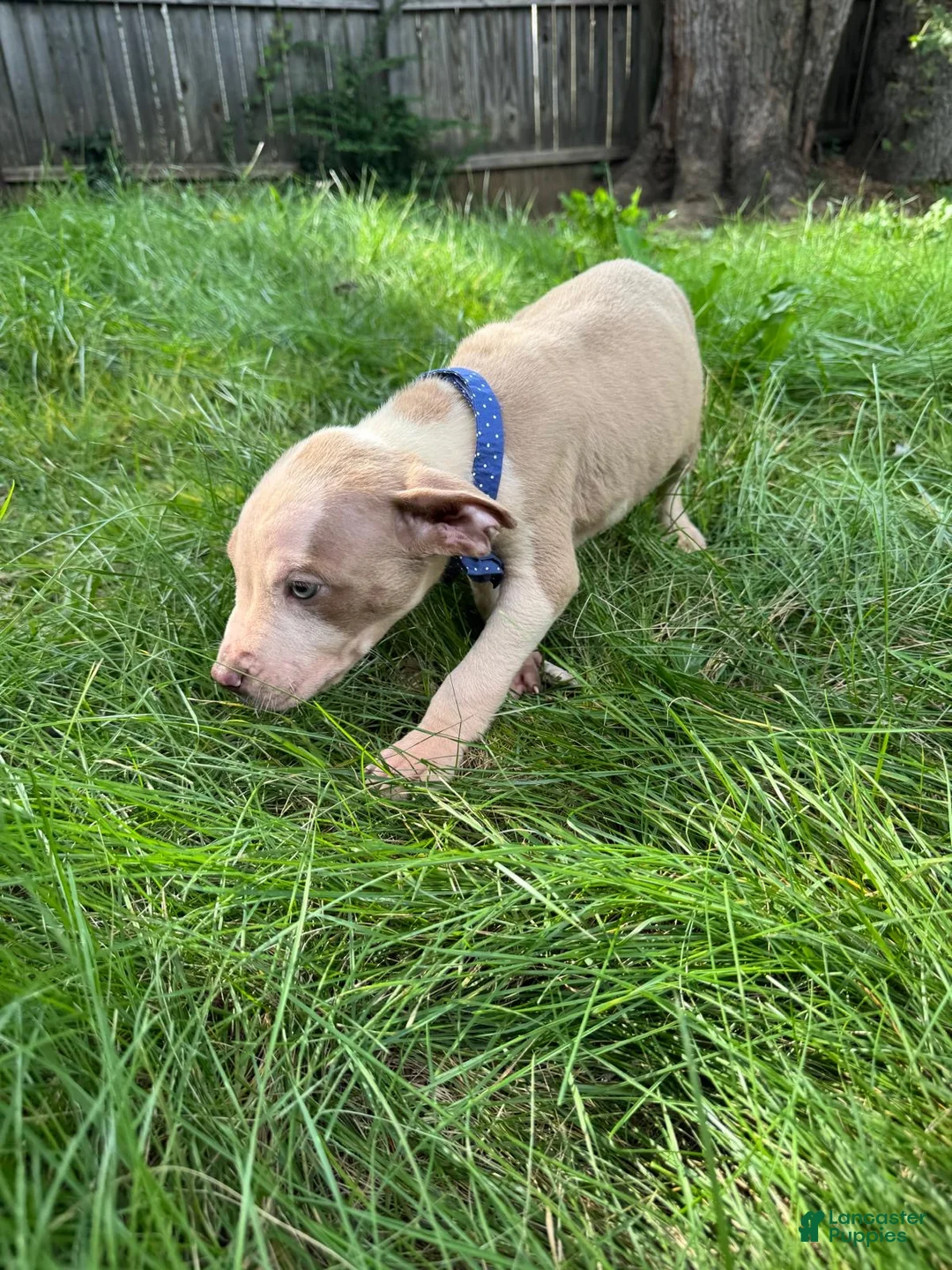 American Pit Bull Terrier dogs for sale: American Pit Bull Terrier 3 - Ad 1