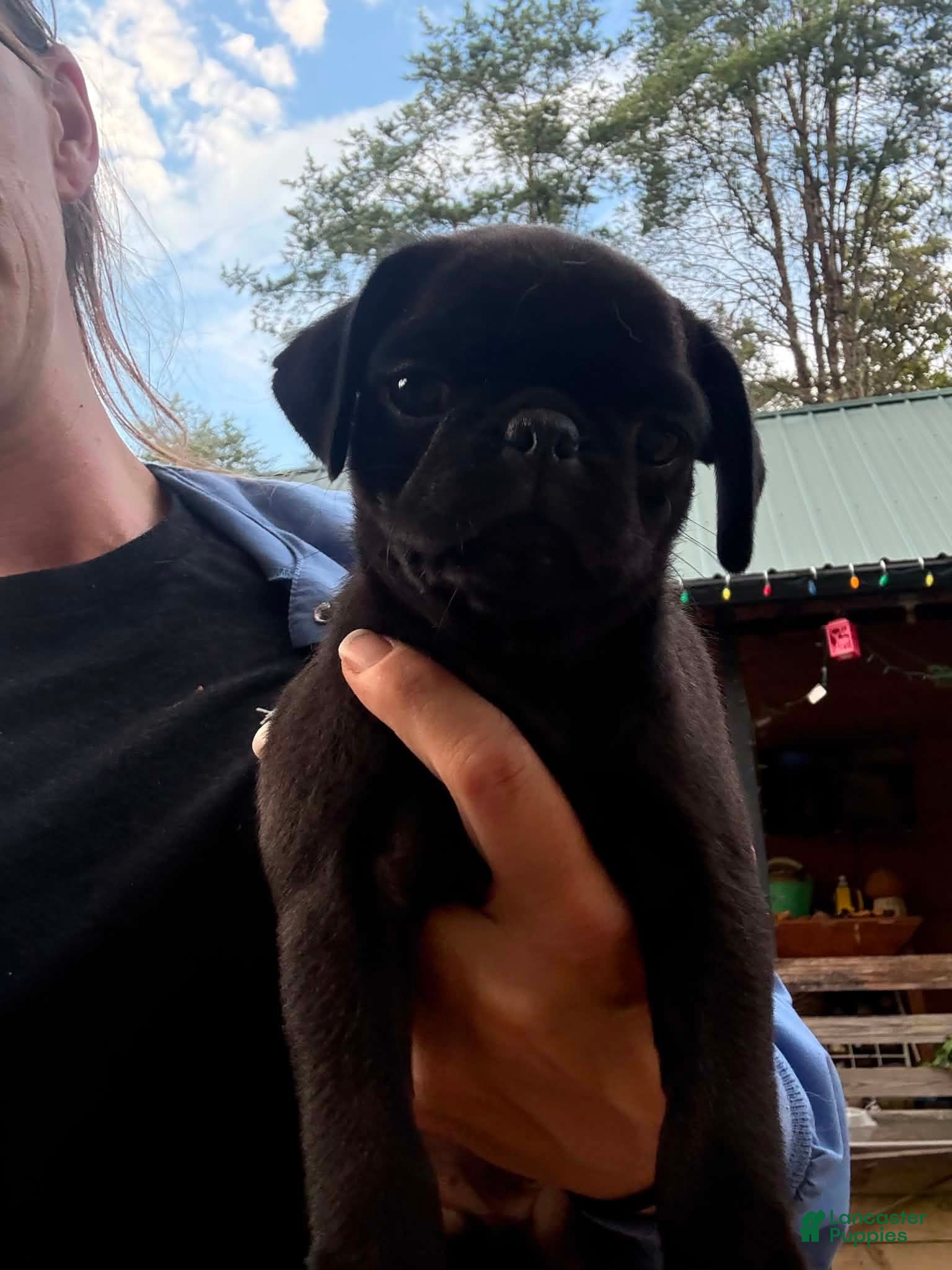 Pug dogs for sale: Cohosh - Ad 1