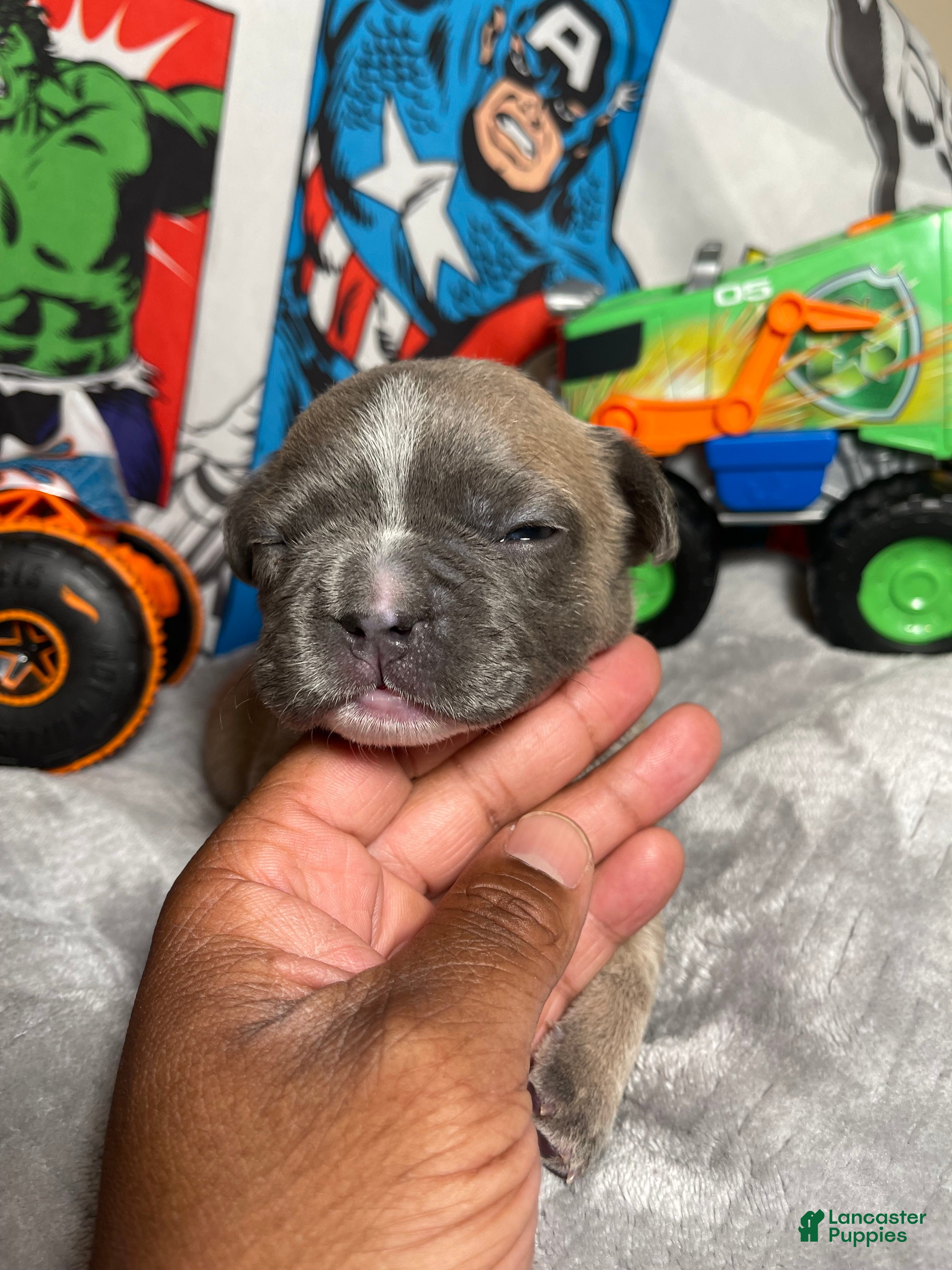 French Bulldog dogs Hero  - Ad 40