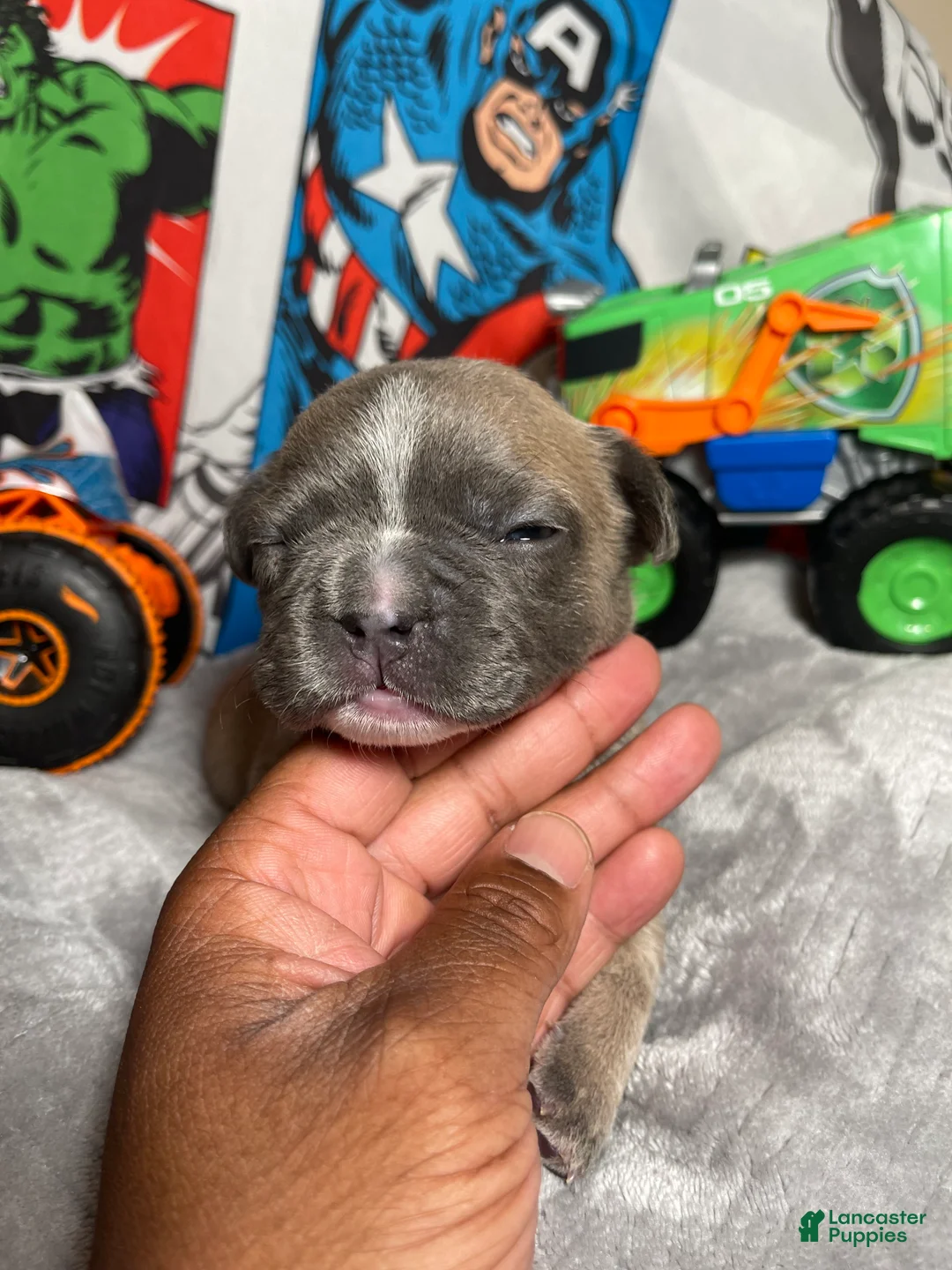 French Bulldog dogs for sale: Hero  - Ad 1