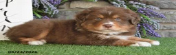 Australian Shepherd dogs for sale: Rusty - Ad 4