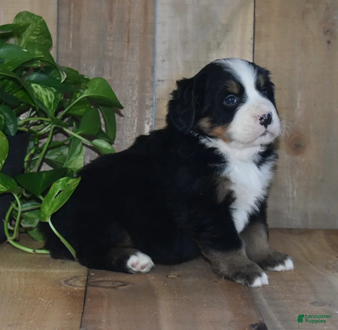 Bernese Mountain Dog dogs for sale: Skye - Ad 2