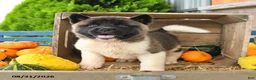 Akita dogs for sale: Nicholas - Ad 4