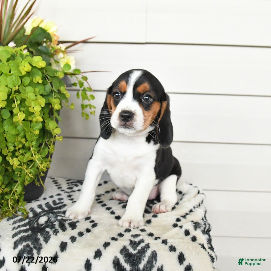 Beaglier dogs Millie - Ad 1