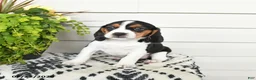 Beaglier dogs for sale: Millie - Ad 1