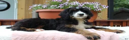 Bernedoodle dogs for sale: Annabelle  - Ad 4