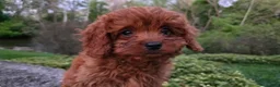 Cavapoo dogs for sale: Hope - Ad 23