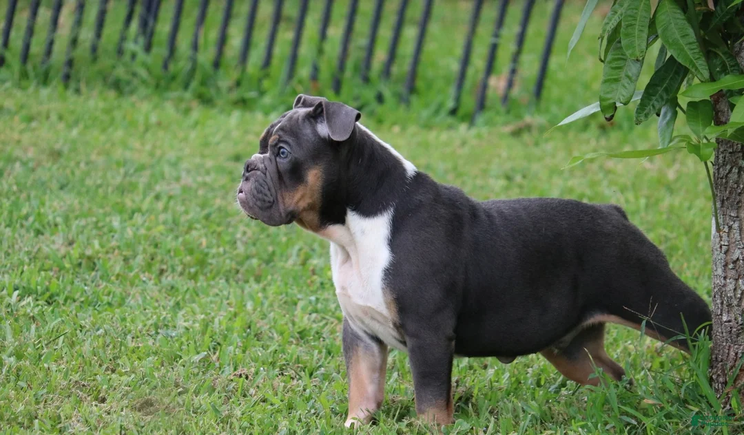 English Bulldog dogs for sale: English Bulldog 1 - Ad 2