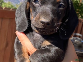 Miniature Dachshund dogs - Ad 2