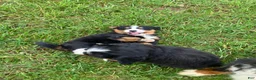 Bernese Mountain Dog dogs for sale: Pink collar- Sassy - Ad 8
