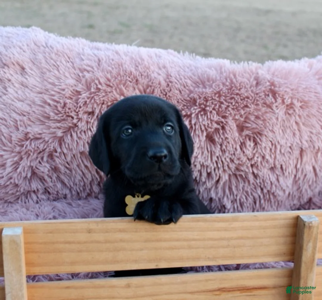 Labrador Retriever dogs for sale: Brown Collar - Ad 14