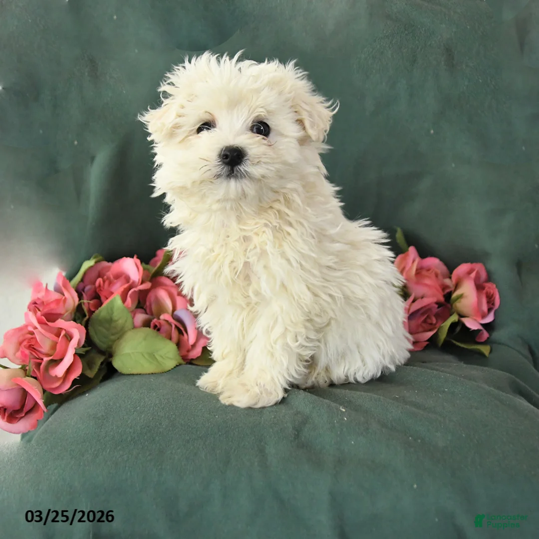 Mixed Breed dogs for sale: Sunny  - Ad 1