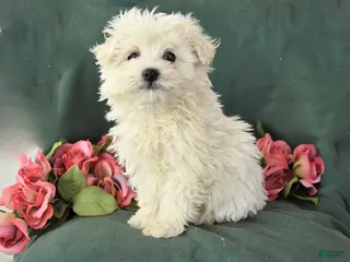 Mixed Breed dogs for sale: Sunny - Ad 1