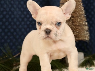 French Bulldog dogs Jasper - Ad 3