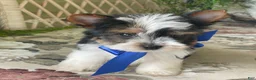 Biewer Terrier dogs for sale: Whisper - Ad 6