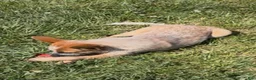 Australian Cattle Dog dogs for sale: Georgie Girl - Ad 7