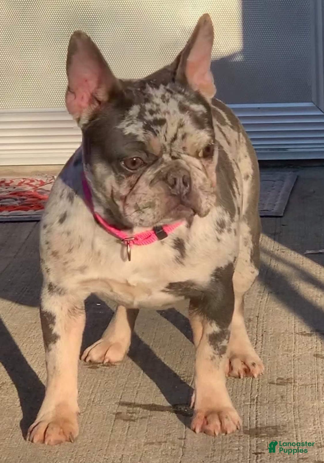 Gallery Image {{count}}