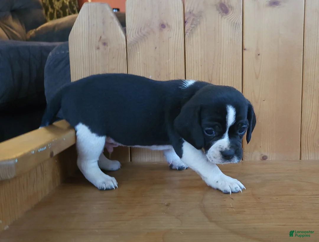 Puggle dogs for sale: Flip - Ad 2