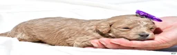 Mini Goldendoodle dogs for sale: Natasha - Ad 7