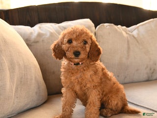 Miniature Labradoodle dogs - Ad 9