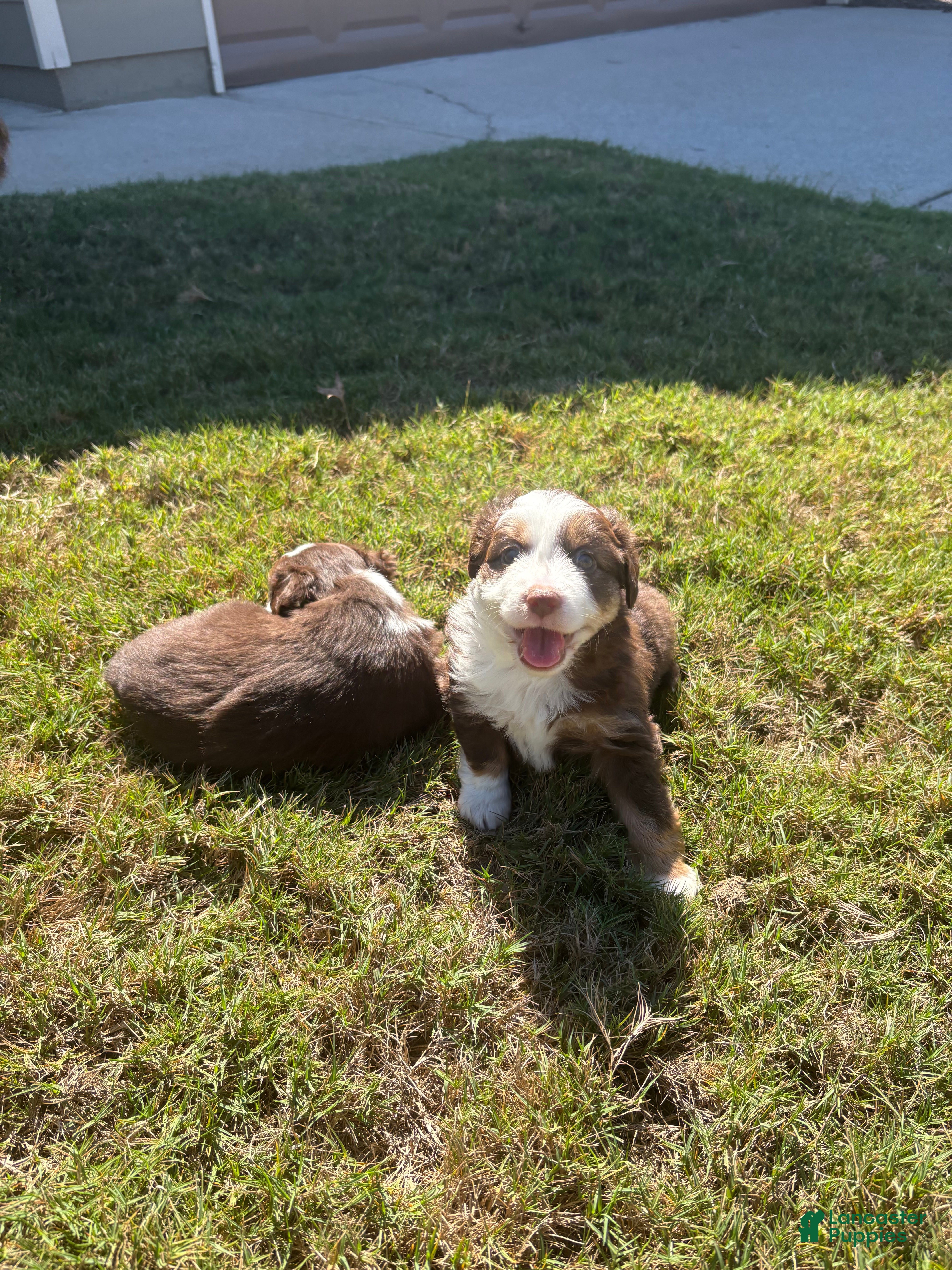 Miniature Australian Shepherd dogs Miniature Australian Shepherd 4 - Ad 1
