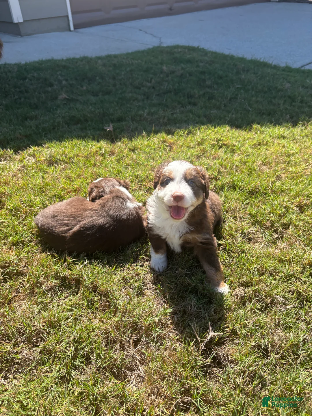 Miniature Australian Shepherd dogs for sale: Miniature Australian Shepherd 4 - Ad 1