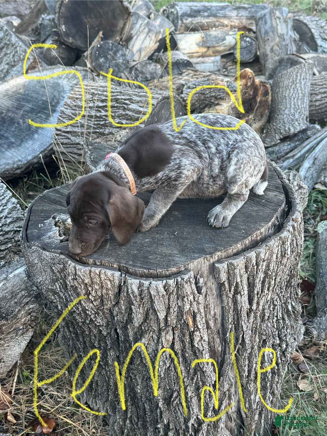 German Shorthaired Pointer dogs for sale: German Shorthaired Pointer Puppy 6 - Ad 7