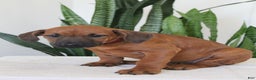 Rhodesian Ridgeback dogs for sale: Rhodesian Ridgeback Puppy 6 - Ad 3