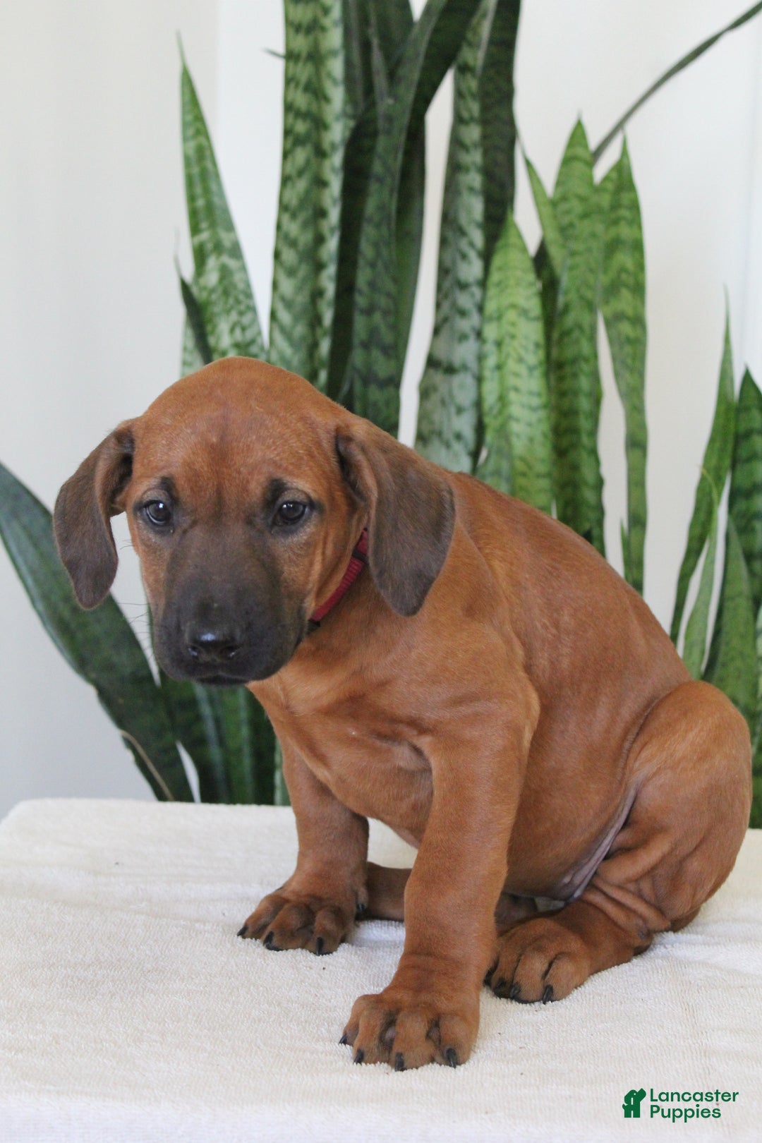 Rhodesian Ridgeback dogs for sale: Rhodesian Ridgeback Puppy 6 - Ad 3