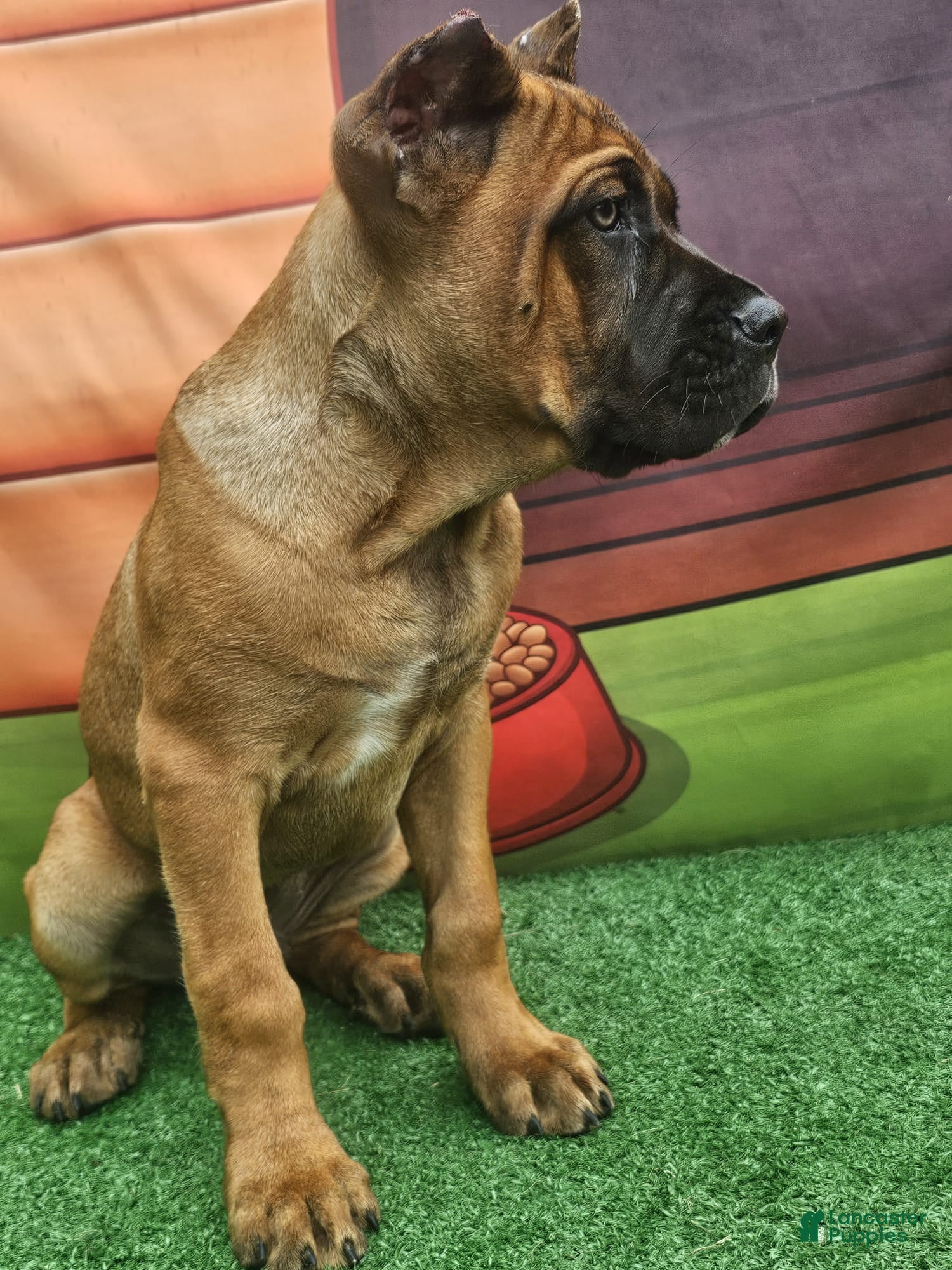 Cane Corso dogs MILO - Ad 1