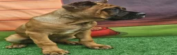 Cane Corso dogs for sale: MILO - Ad 1