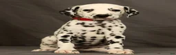 Dalmatian dogs for sale: Missy - Ad 4