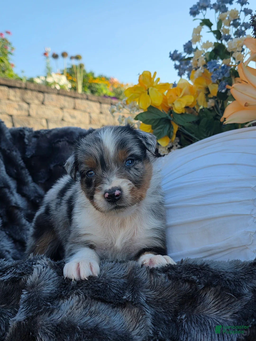 Australian Shepherd dogs for sale: Cody - Ad 2