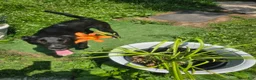 Mixed Breed dogs for sale: Panda - Ad 4