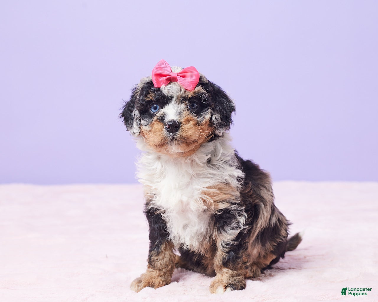 Mini Bernedoodle dogs Paisley - Ad 4