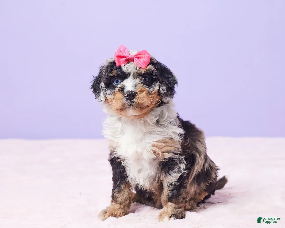 Mini Bernedoodle dogs for sale: Paisley - Ad 1