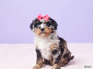 Mini Bernedoodle dogs Paisley - Ad 4