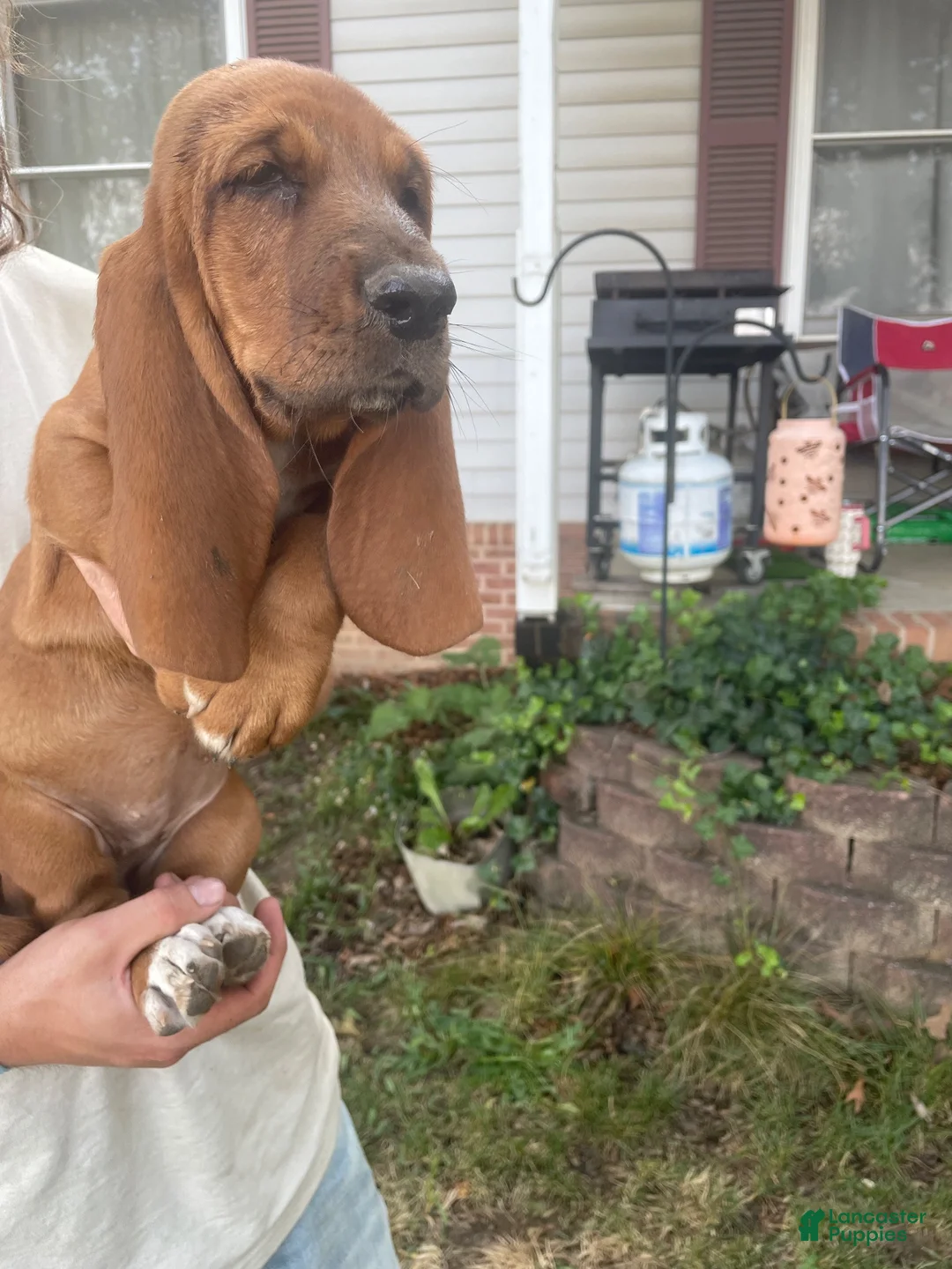 Basset Hound dogs for sale: Bonnie (gray collar) - Ad 2