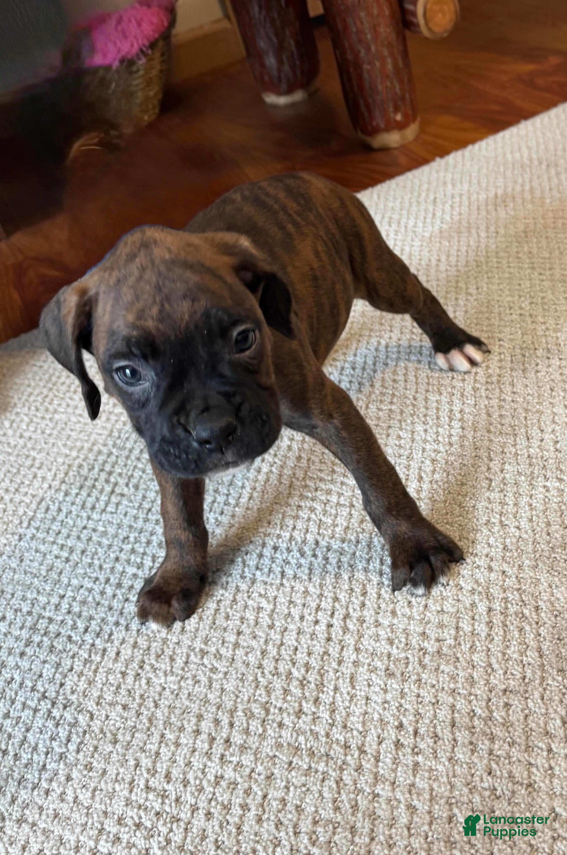 Boxer dogs Boxer Puppy 7 - Ad 12