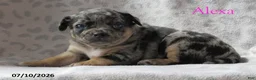 Jug dogs for sale: Alexa - Ad 2