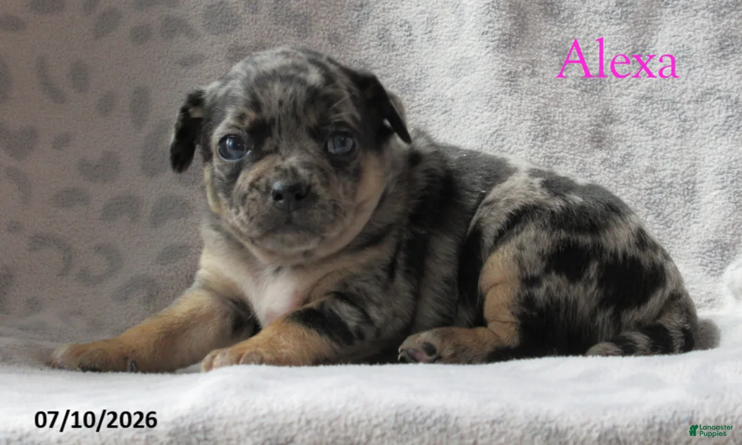 Jug dogs for sale: Alexa - Ad 2