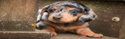 Miniature Dachshund dogs for sale: LuLu - Ad 3