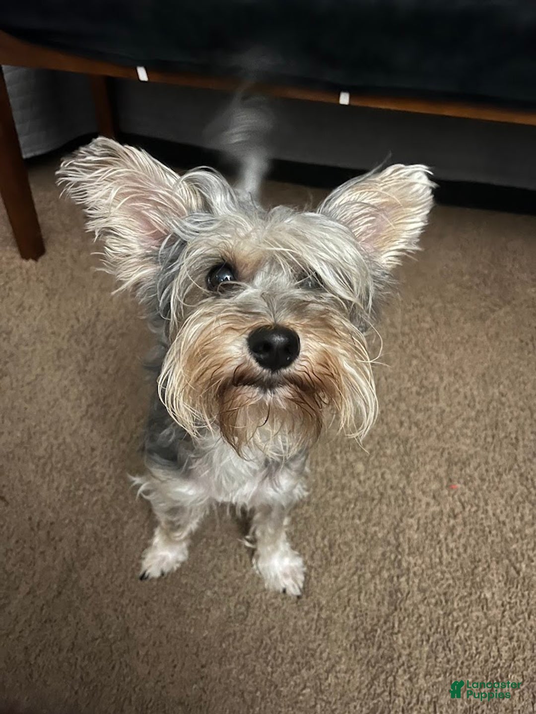 Yorkiepoo dogs for stud: Freddy Jrs - Ad 10