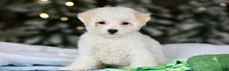 Teddy Bear dogs for sale: Dasher - Ad 19