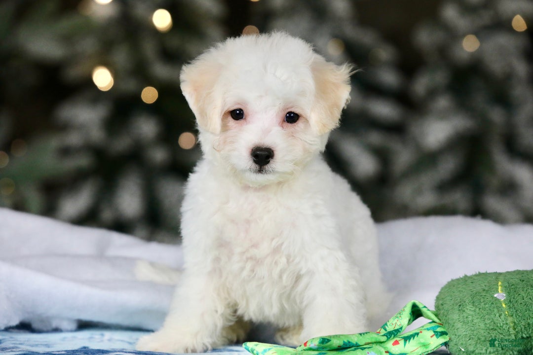 Teddy Bear dogs for sale: Dasher - Ad 19