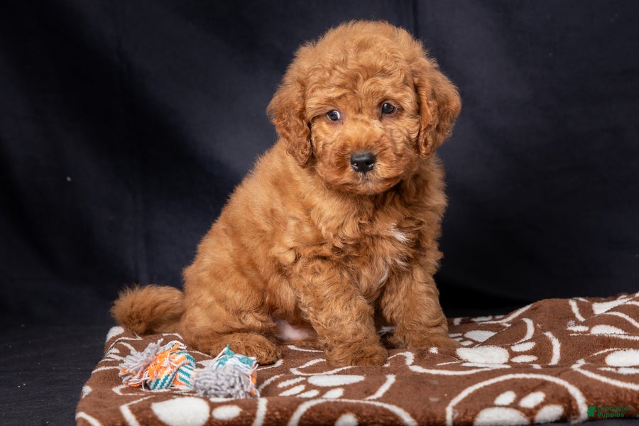 Mini Goldendoodle dogs for sale: Lucas - Ad 2