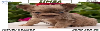 Simba