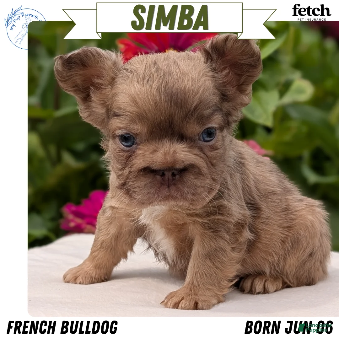 French Bulldog dogs for sale: Simba - Ad 1